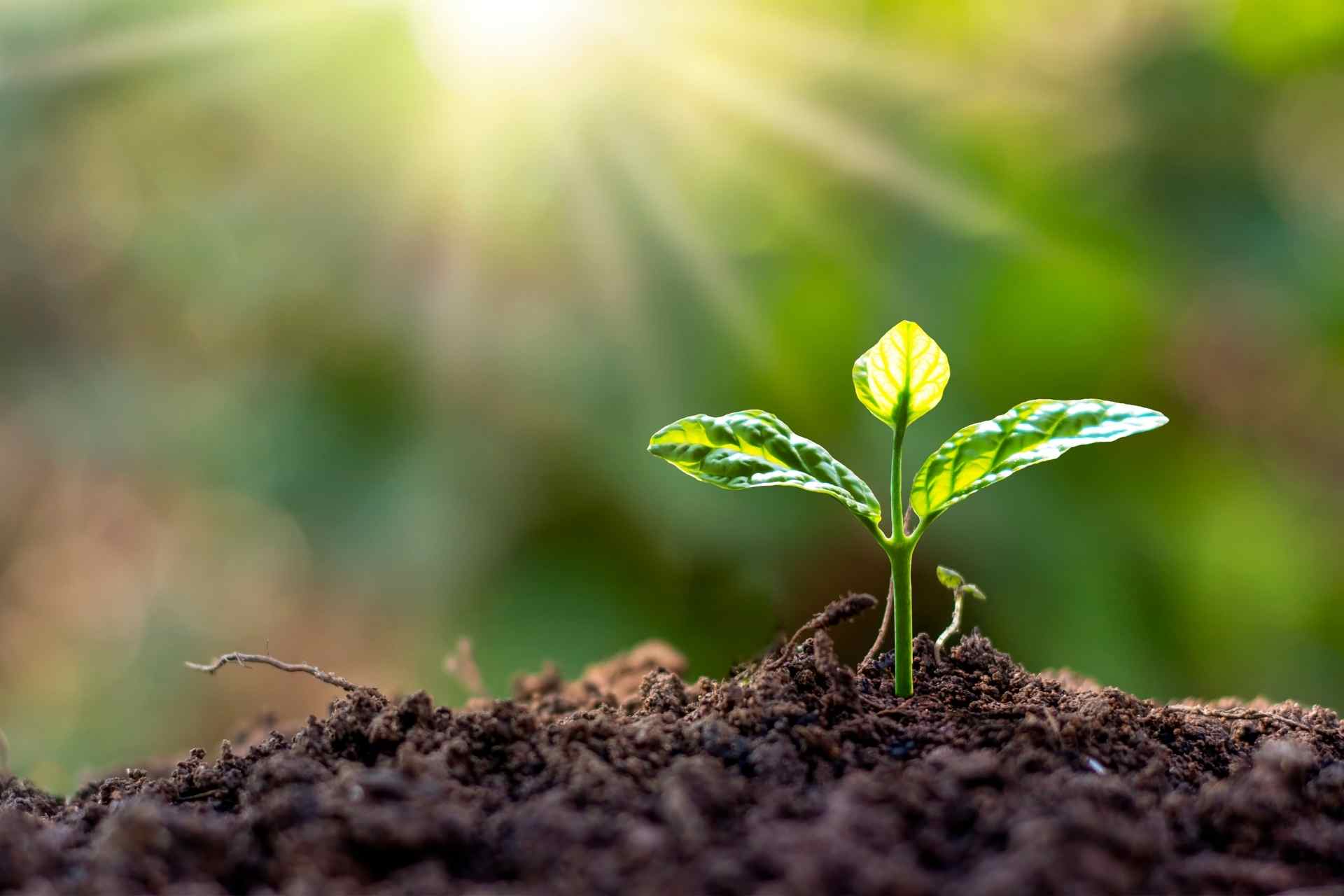 Green Governance - - Urban Renewal, Afforestation, Agriculture.